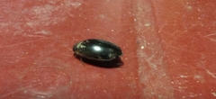 Thermonectus