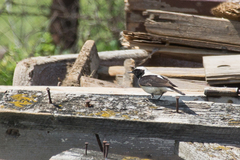Oenanthe melanoleuca