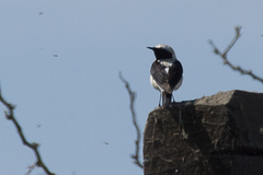 Oenanthe melanoleuca