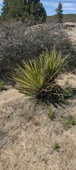 Yucca schidigera