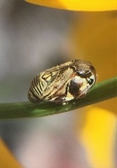 Clastoptera lineatocollis