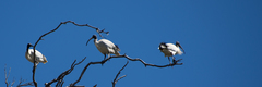 Threskiornis molucca