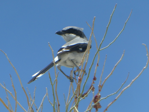 iNaturalist observation photo of Loggerhead Shrike