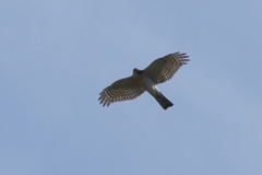 Accipiter nisus