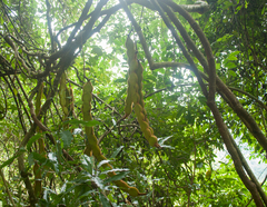 Mucuna macrocarpa