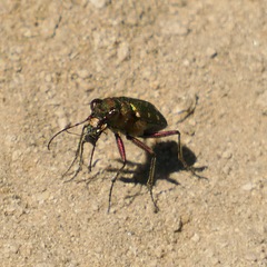Cicindela