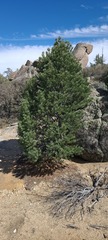 Pinus quadrifolia