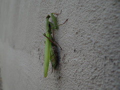 Mantis religiosa