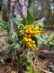 Lithospermum californicum
