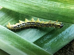 Cydalima