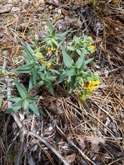 Lithospermum californicum