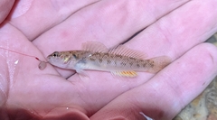 Etheostoma smithi