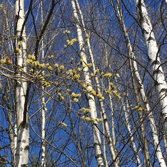 Salix caprea