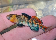 Etheostoma bison
