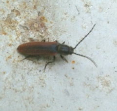 Campylomorphus homalisinus