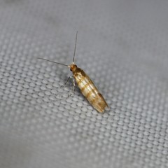 Argyresthia quadristrigella