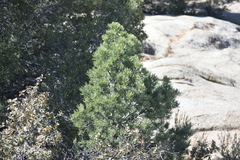 Pinus quadrifolia