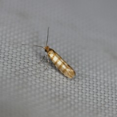 Argyresthia quadristrigella