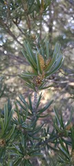 Pinus quadrifolia