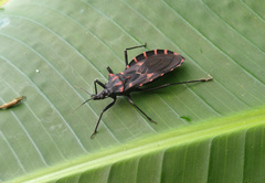 Panstrongylus megistus