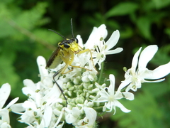 Tenthredo finschi