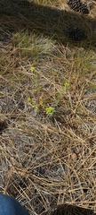 Euphorbia lurida