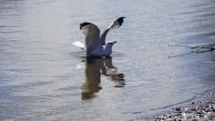 Larus delawarensis