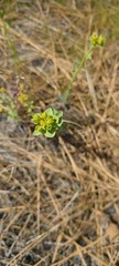 Euphorbia lurida