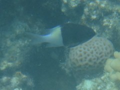 Pycnochromis dimidiatus