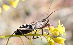 Rhynocoris erythropus