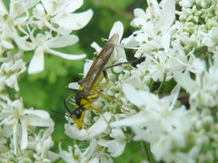 Tenthredo finschi
