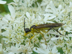 Tenthredo finschi