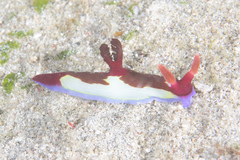Nembrotha chamberlaini