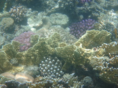 Millepora platyphylla