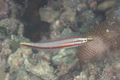 Hologymnosus doliatus