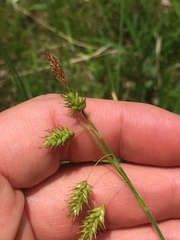 Carex castanea