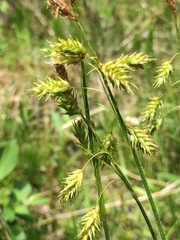 Carex castanea