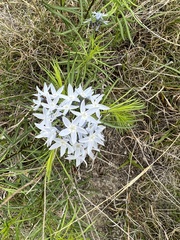 Amsonia ciliata texana