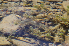 Hesperoleucus symmetricus