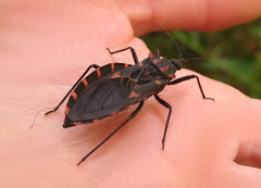 Panstrongylus megistus