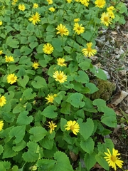 Doronicum columnae