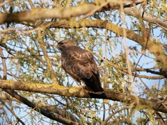 Buteo buteo