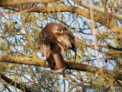 Buteo buteo