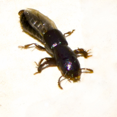 Osoriinae