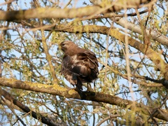 Buteo buteo
