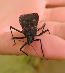 Panstrongylus megistus