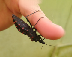 Panstrongylus megistus