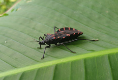 Panstrongylus megistus