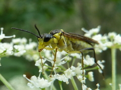 Tenthredo finschi