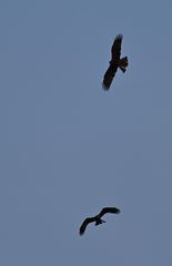 Milvus migrans